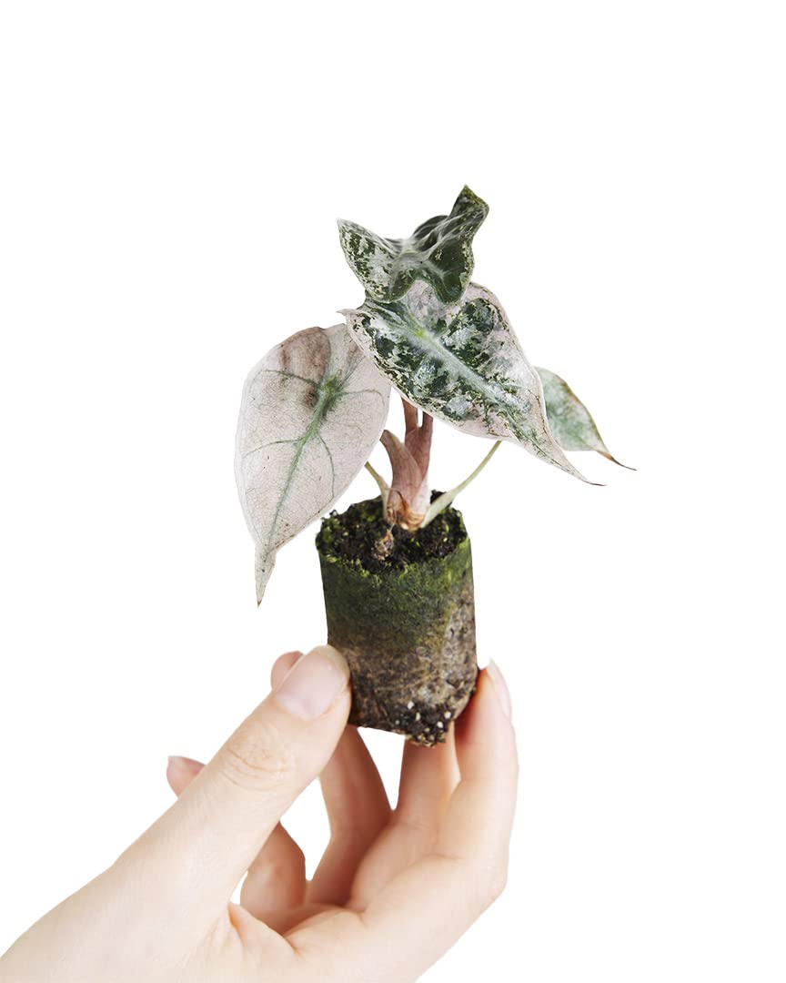 PLNTS - Baby Alocasia Polly Variegated - Zimmerpflanze - Zimmerpflanzen, Pflanzen Echt, Nachhaltige Verpackung - 5cm Topf - Höhe 5cm - Direkt von der Gärtnerei