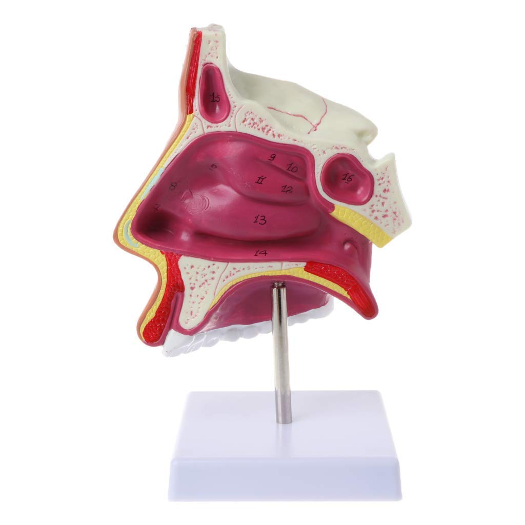 Buy Educational Model Human Nasal Cavity Anatomy Model Medical Nose