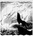 Ambesonne Wolf Shower Curtain, Howling Animal Silhouette on a Cliff Under Full Moon Mysterious Dramatic Sky, Cloth Fabric Bathroom Decor Set with Hooks, 69