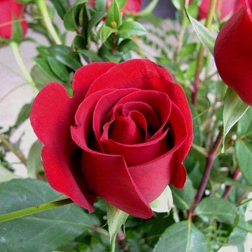 Bee Green Rare Exotic Rose Flower 1 Healthy Live Plant ( Red) (B09P4W6VNG) Amazon Price History, Amazon Price Tracker