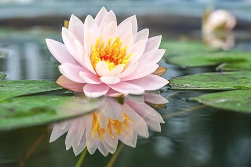 Miniatura 4 de 30 unidades de semillas de loto de bonsái semillas de loto para plantar flores de lirio acuático, plantas acuáticas, plantas de estanque de