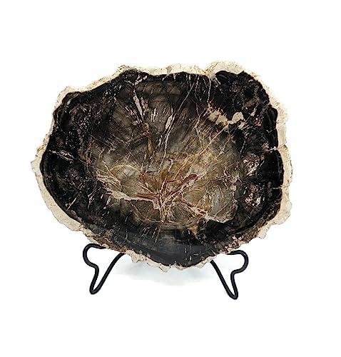 Image of Petrified Wood Slab with Stand - 4.5 to 5 inch - Natural Petrified Wood Polished on Both Sides