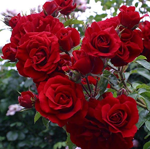 Aiden Gardens Rare Grafted Climbing Rose Plant Amadeus Deep Red Blooms 2 Live Plant (B093L5KSSX) Amazon Price History, Amazon Price Tracker