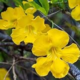 KVITER 20 Cat's Claw Creeper Seeds (Macfadyena/Dolichandra Unguis Cati) – Organic Cats Claw Garden Seeds for Planting, Climbing Vine Seeds – Perennial Flower Seeds for Fences, Arbors, Outdoor Garden