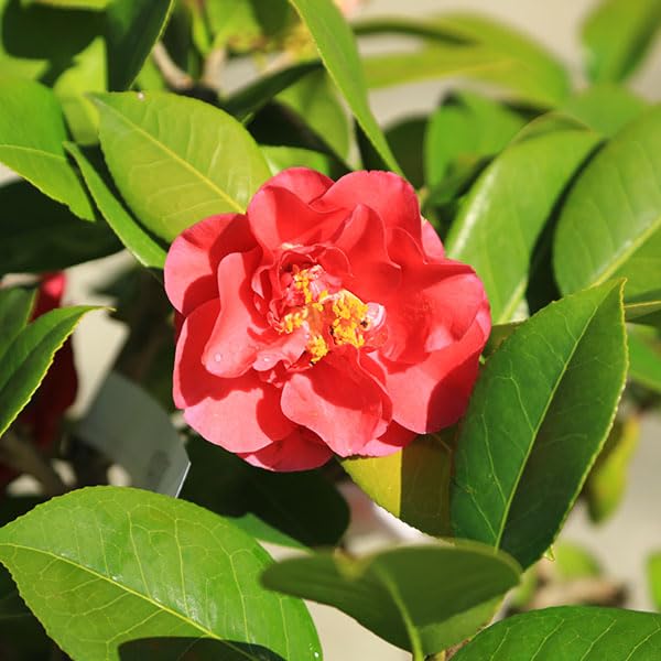 Amazon.co.jp: 庭木・植木:椿 四海波（しかいなみ）現品限り！咲き分け