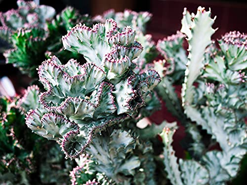 Euphorbia Lactea Cristata