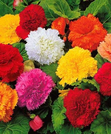 See full amazon price history chart for Green-Plaza Begonia Tuberous Flower Bulb Pack of 15 Different Colour Bulbs Green-Plaza Begonia Tuberous Flower Bulb Pack of 15 Different Colour Bulbs (B085RLLT64) Amazon Price History, Amazon Price Tracker