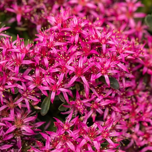 Roter Mauerpfeffer (Sedum spurium) - 3 Stück