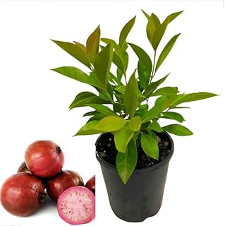 Straberry Guava Tree Live Plants, Sweet Guavas Plants Tropical Fruit Tree 4-6 Inch Tall