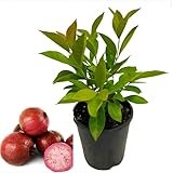 Straberry Guava Tree Live Plants, Sweet Guavas Plants Tropical Fruit Tree 4-6 Inch Tall