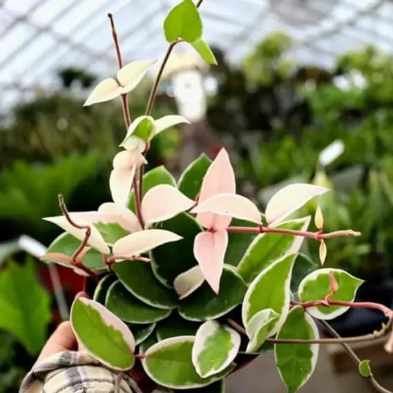 See full amazon price history chart for Greenursery Hoya Wax Variegated Plant Indoor Plant For Home and Office with Pot (Pack of 1) (Green) Greenursery Hoya Wax Variegated Plant Indoor Plant For Home and Office with Pot (Pack of 1) (Green) (B0D3BCM4WQ) Amazon Price History, Amazon Price Tracker