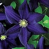 25 Dark Purple Clematis Seeds Bloom Climbing Perennial Garden Flower