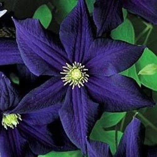 25 Dark Purple Clematis Seeds Bloom Climbing Perennial Garden Flower