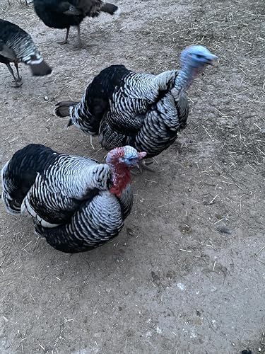 FPS 6 + BARNYARD MIX Turkey hatching eggs for sale By Fox Peak Outdoor Supply LLC.