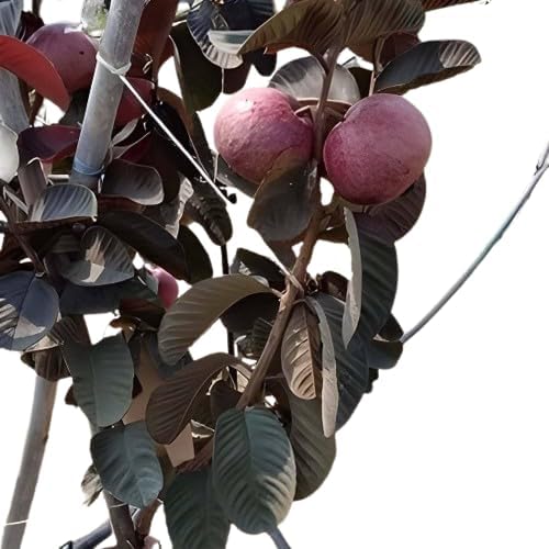 Image of LEAF JIBON, Rare Very Sweet And Orginal Vrerity Black Diamond Guava /Amrud Fruit Live Plant (Pack Of-1) Healthy 1.5 /2 Feet Height Guava Plant inchFruiting 1Year inch