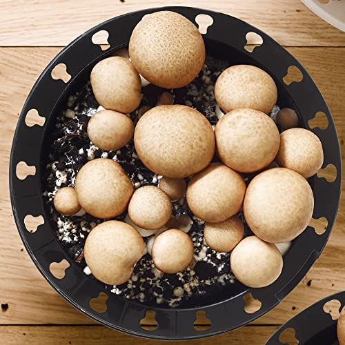 Kit de culture de champignons bruns | Faites pousser vos propres champignons Cremini à cuisiner
