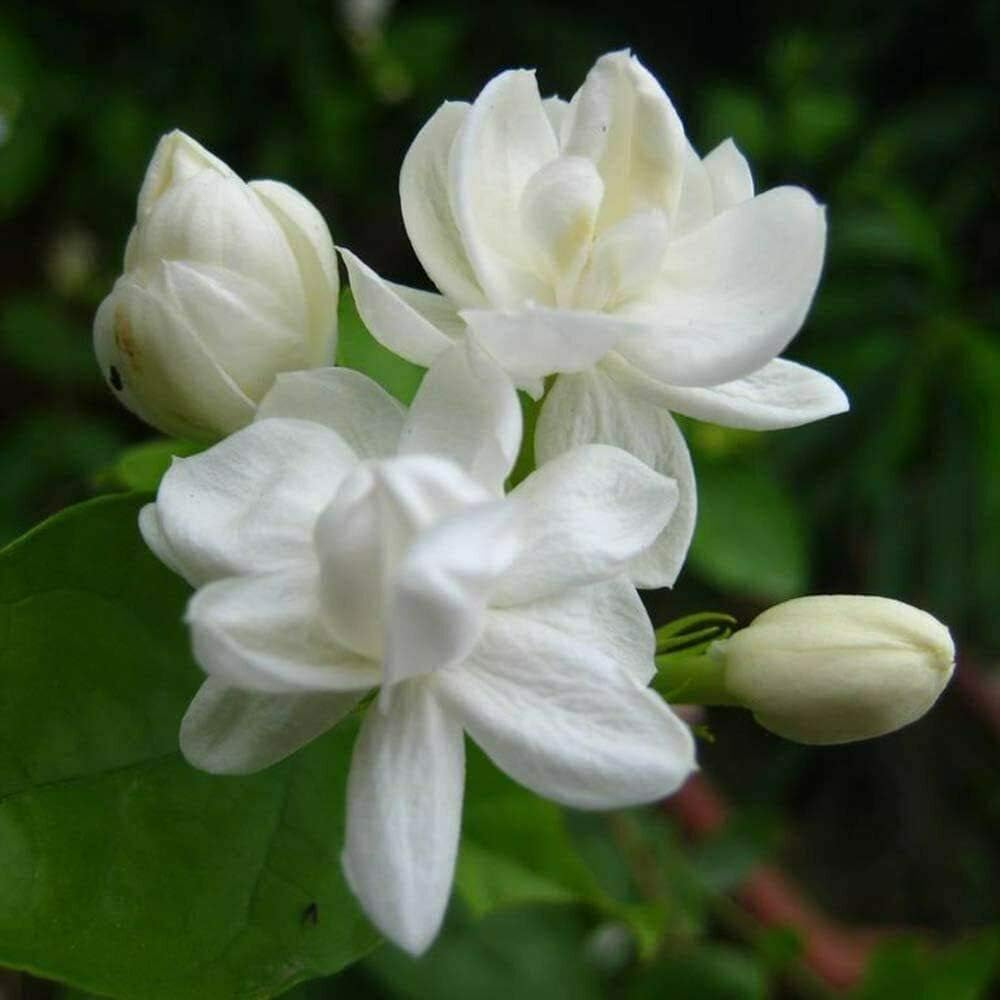 Jasmine♪❤️ 62659400011_enfr_front_centre_