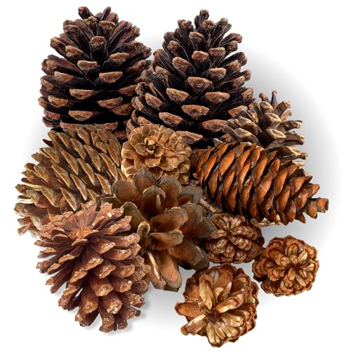 Highly Scented Cinnamon Pinecones - Varied Sizes...