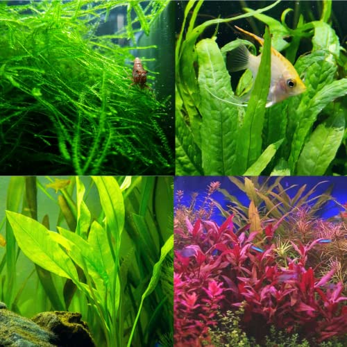 Mainam 4 Different Alternanthera Lilacina Amazon Sword Java Fern Java Moss Tropical Freshwater Live Aquarium Plant Decorations 3 Days BUY2GET1FREE