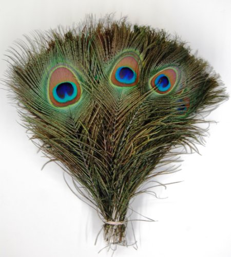KAYSO Peacock Feathers, 10-inch - 12-inch, 50 Pieces