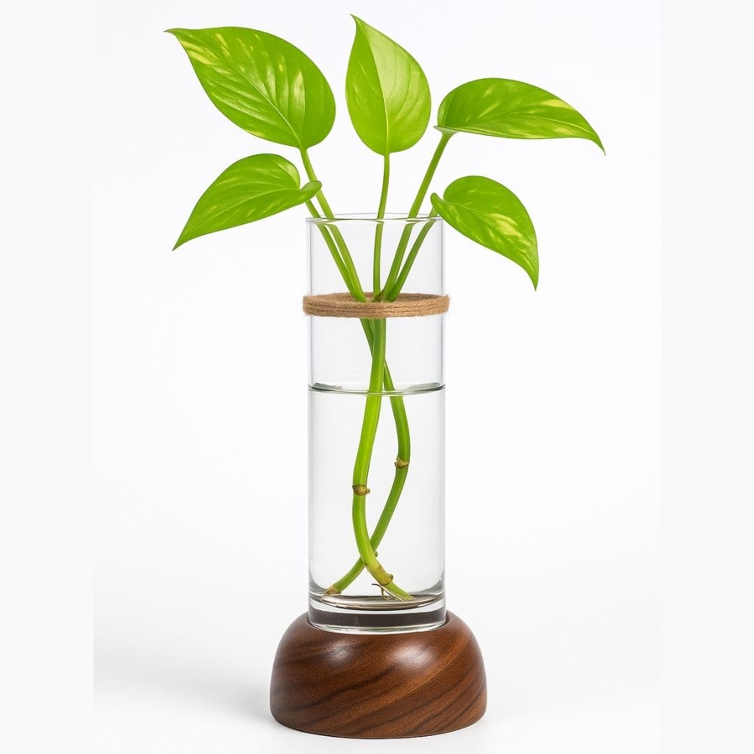 Wooden & Glass Hydro Planter – Elegant Table Vase for Home Decor & Indoor Gardening (BloomHaus HydroTube Cylinder)-image-15