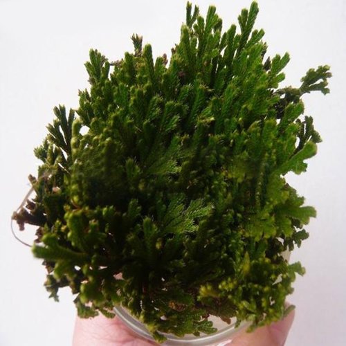 Live Resurrection Plante Rose de Jericho Dinosaure Plante Air Fougère Spike Moss