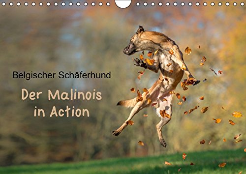 Belgischer Schäferhund - Der Malinois in Action (Wandkalender 2018 DIN A4 quer): Der Kalender für Belgischer Schäferhund - Der Malinois in Action (Wandkalender 2018 DIN A4 quer): Der Kalender für