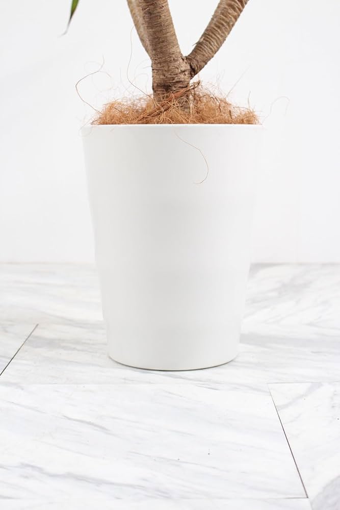 Amazon｜ドラセナカンボジアーナ 7号 ブランチ 受け皿付 【観葉