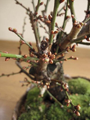 Amazon.co.jp: 梅盆栽 盆栽 (梅と桜の寄せ植え) : DIY・工具・ガーデン Amazon.co.jp: 梅盆栽 盆栽 (梅と桜の寄せ植え) : DIY・工具・ガーデン