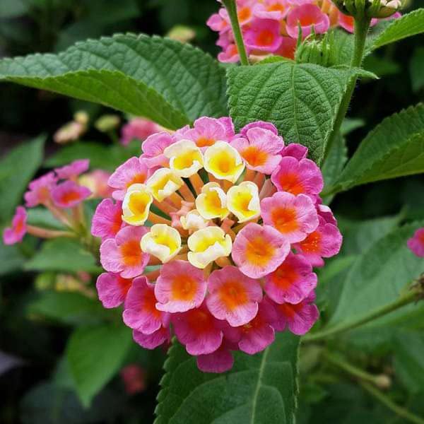 See full amazon price history chart for Lantana Camara Live Plant Lantana Camara Live Plant (B0B5JLSQQH) Amazon Price History, Amazon Price Tracker