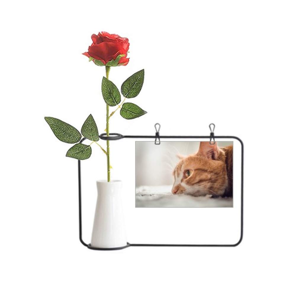 Photo de chat avec roses artificielles suspendues pour vase et bouteille