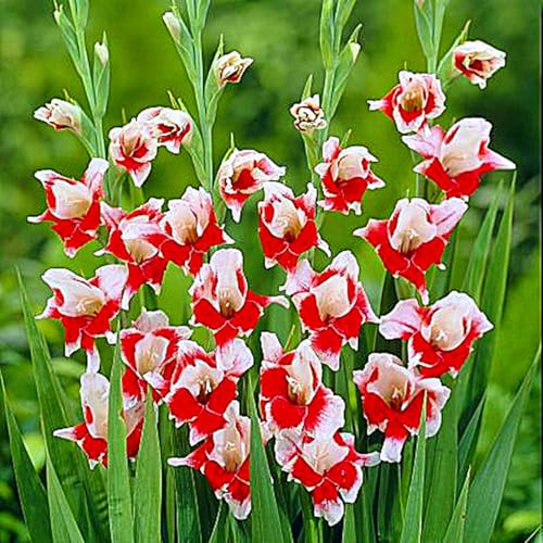 Gladiolus Bulbs UK,Potted-Plants-Rhizome,Gladiolus Plants for Garden,Excellent Display-5bulbs-H