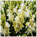 Nardos bulbos,nardos flores,planta de nardos,nardos planta,muy perfumada,flor cortada,hortícola ornamental,bulbos de nardos olorosos,Flor herbácea perenne,Precioso,resistente.-15bulbos-D
