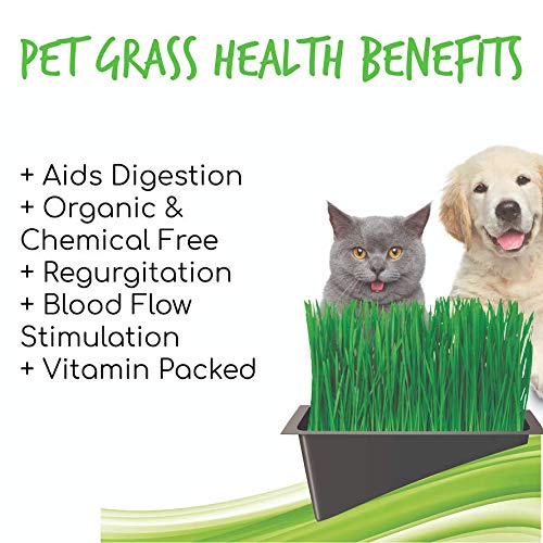 Organic Cat Grass Seed Blend For Planting - 12 Oz. Handy Pantry Brand - A Healthy Mix Of Organic Wheatgrass Seeds, Barley, Oats, And Rye Seeds - Non-Gmo Wheatgrass Seeds For Pets #TOP5