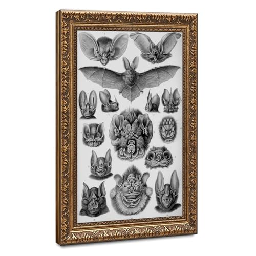 Chiroptera Ernst Haeckel impression sur toile cadre suspendu bureau