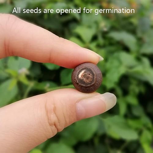 Miniatura 6 de Lotus Flower Seeds for Home Planting Ornamental, Mixed Pink & Red Flower, Can Purify Water and Air, Aquatic Plant for Courtyard, Hotel, Goldfish