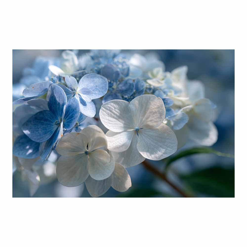 ZAMAEIU Nature Wall Art Clustered Petals decorative home accessories, paintings wall art,For living room, bedroom, Apartment Corridor Office etc.(white)-60x90cm Unframed