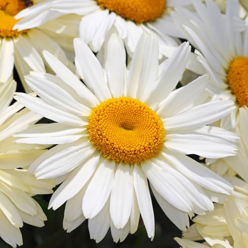 Image of Shasta Daisy Leucanthemum Broadway Lights - Real Outdoor Plants - Hardy Perennial Flowers - Live Plant for Patio Pots, Beds, Borders - Summer Flowering Plant for UK Gardens (3 Litre Pot, 20-30cm)