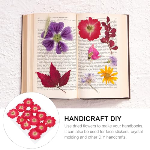 12 unidades Flores naturales secas prensadas para manualidades miniatura 7