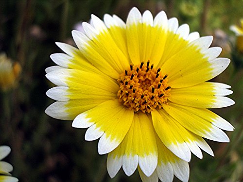 200 Semillas Consejos Tidy