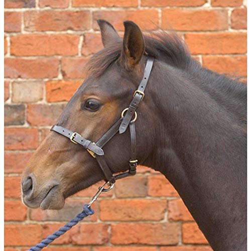 Hy Leather Foal Head Collar(Black, Large)