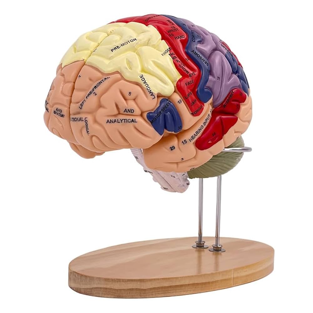 脳　Brain　精密モデル　模型　約14cm　右脳 Amazon.co.jp: 標本から成形された脳模型，左脳は大脳を2分解