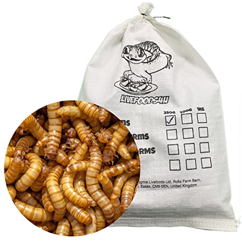 Livefoods4u Live Mealworm 250g Bag (20-30mm) - Live Food for Reptiles & Garden Birds - Regular Mealworm - Image 3