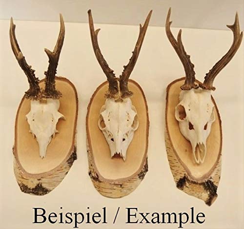 GTK - Geweihe & Trophäen KRUMHOLZ 10 Unidades de Abedul Carteles trofeos REH Grande Cervatillo cornamental Disco de árbol Madera Natural Moderno