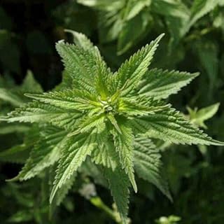 Heirloom Garden 1000 STINGING Nettle Seeds Urtica Dioica Perennial Herb Medicinal Deer Resistant Organic Fresh Seeds Perfect for Home Garden Planting