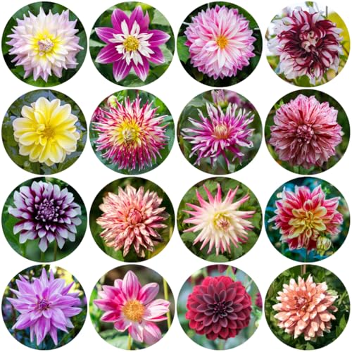 tubérculos de dalia resistentes, bulbos de dalia, plantas de interior exóticas Tubérculos de dalia resistentes Decoración de jardín para exteriores Decoración de flores, plantas de 10pcs