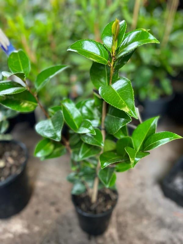 Image of Camellia Pink Perfection flower Live Plant Rare Hybrid (Plant Height 1.5-2.5 Feet) Live Flower Plant for Home garden Indoor Outdoor Shrubs Tree