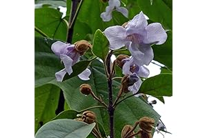 Paulownia Elongata (Empress Tree) Tree Seed