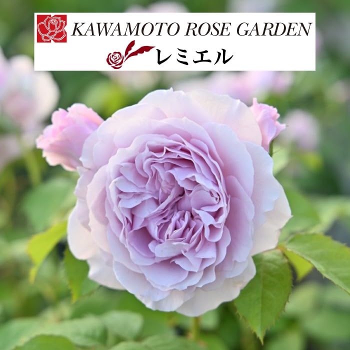 Amazon.co.jp: [ レミエル バラ 新苗 4号鉢 ]バラ苗 鉢植え 薔薇 ばら