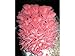 Pink Oyster Mushroom (Pleurotus djamor) Mycelium Spawn Dried Seeds (25g) by Mycelium plus